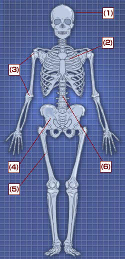 骨のしくみ｜肩・腰のしくみ｜エーザイ株式会社