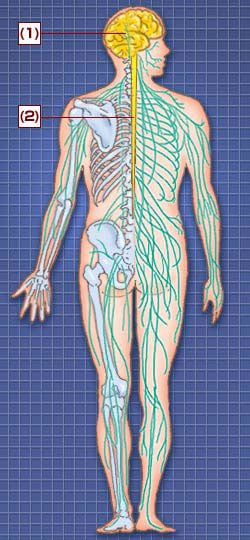 神経のしくみ｜肩・腰のしくみ｜エーザイ株式会社